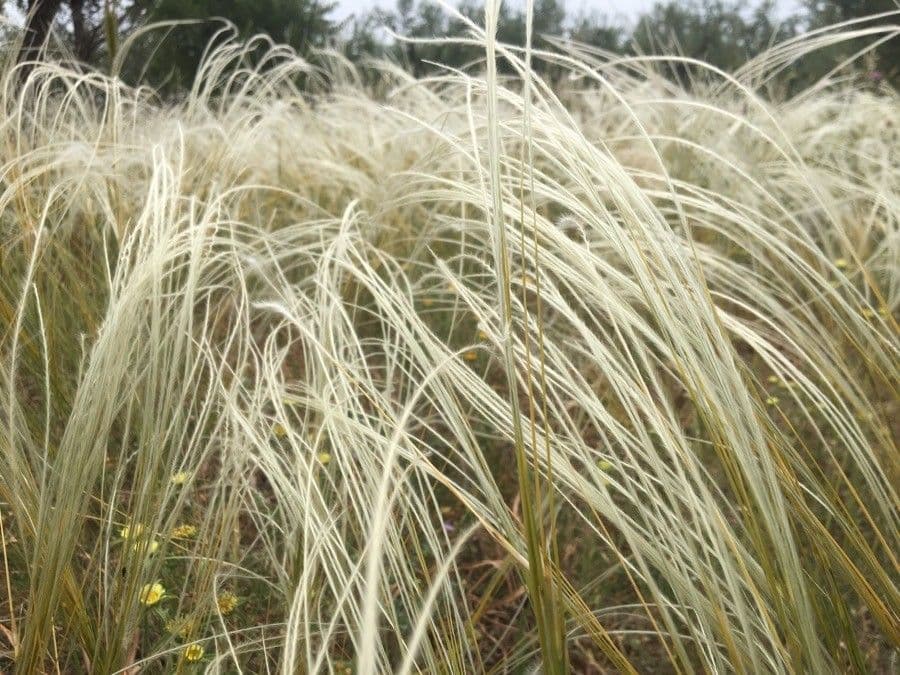 Stipa barbata 3