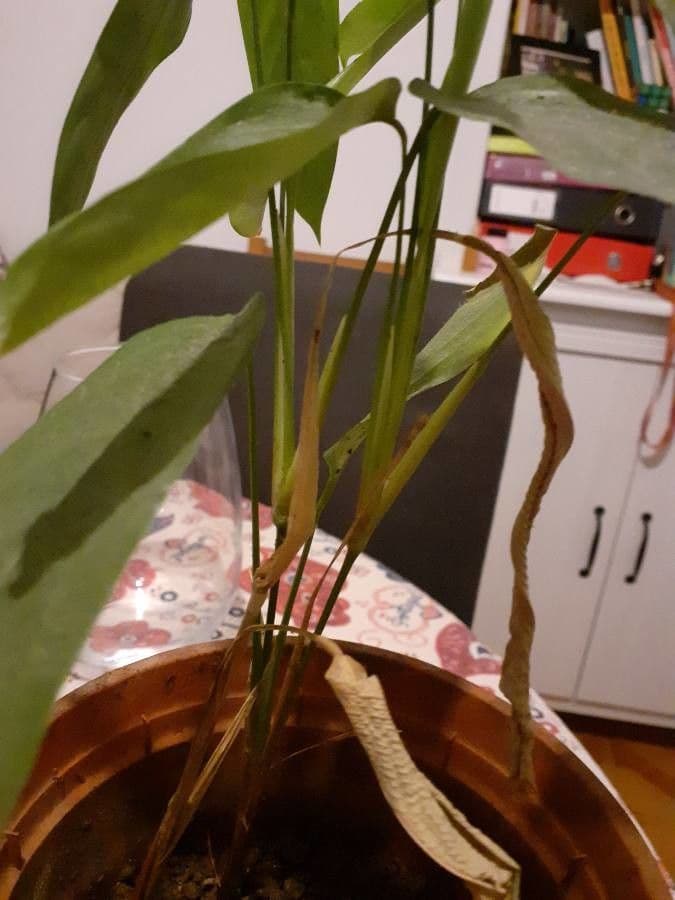 Maranta 24