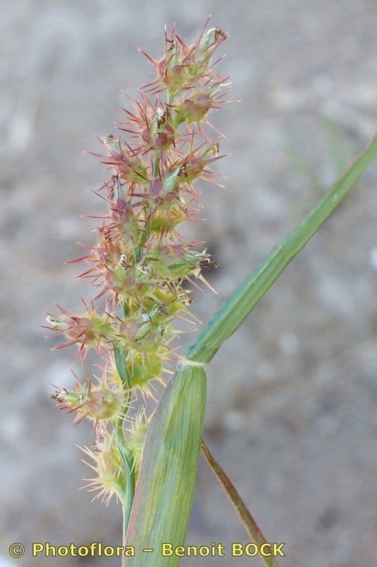 Cenchrus longispinus 20