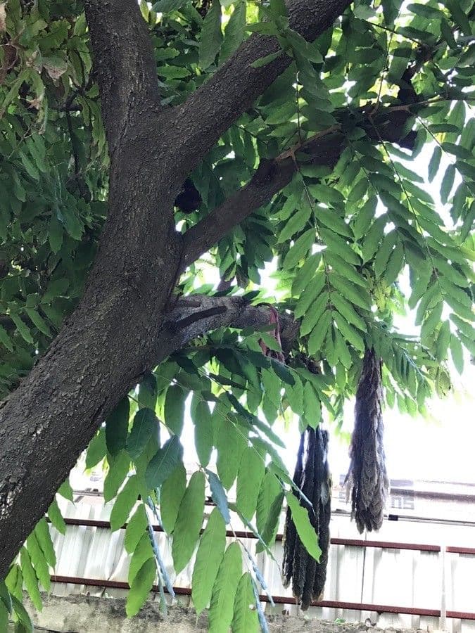 Annona purpurea 16
