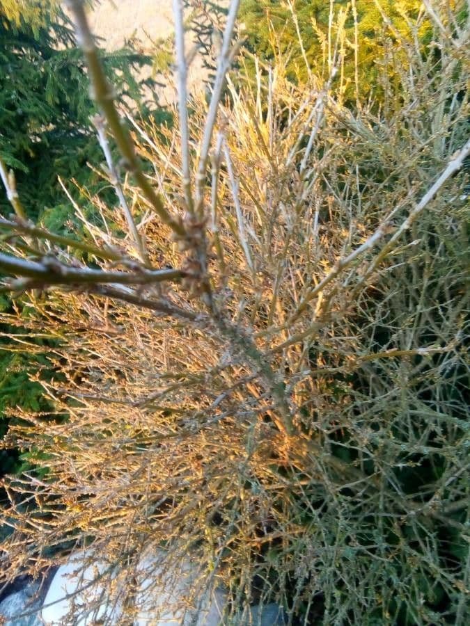 Forsythia pendula 19