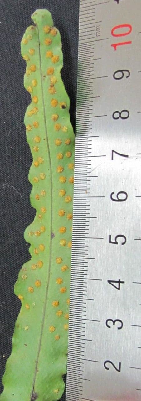 Campyloneurum 20