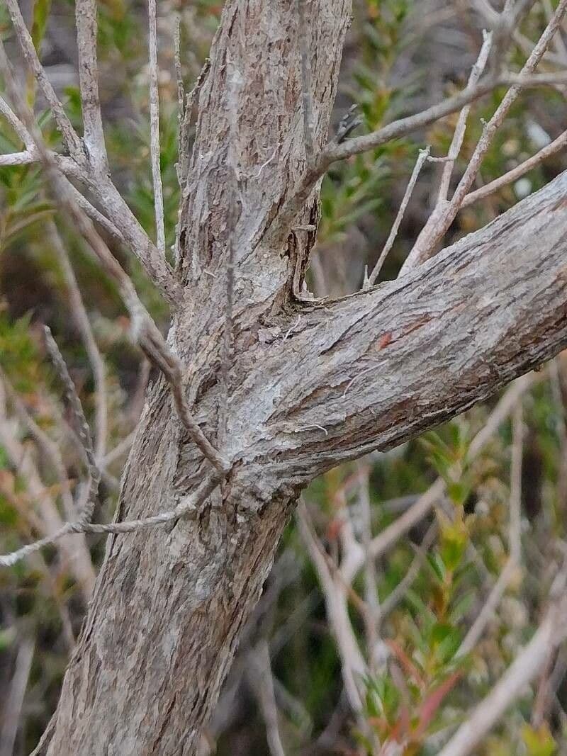 Kunzea 10