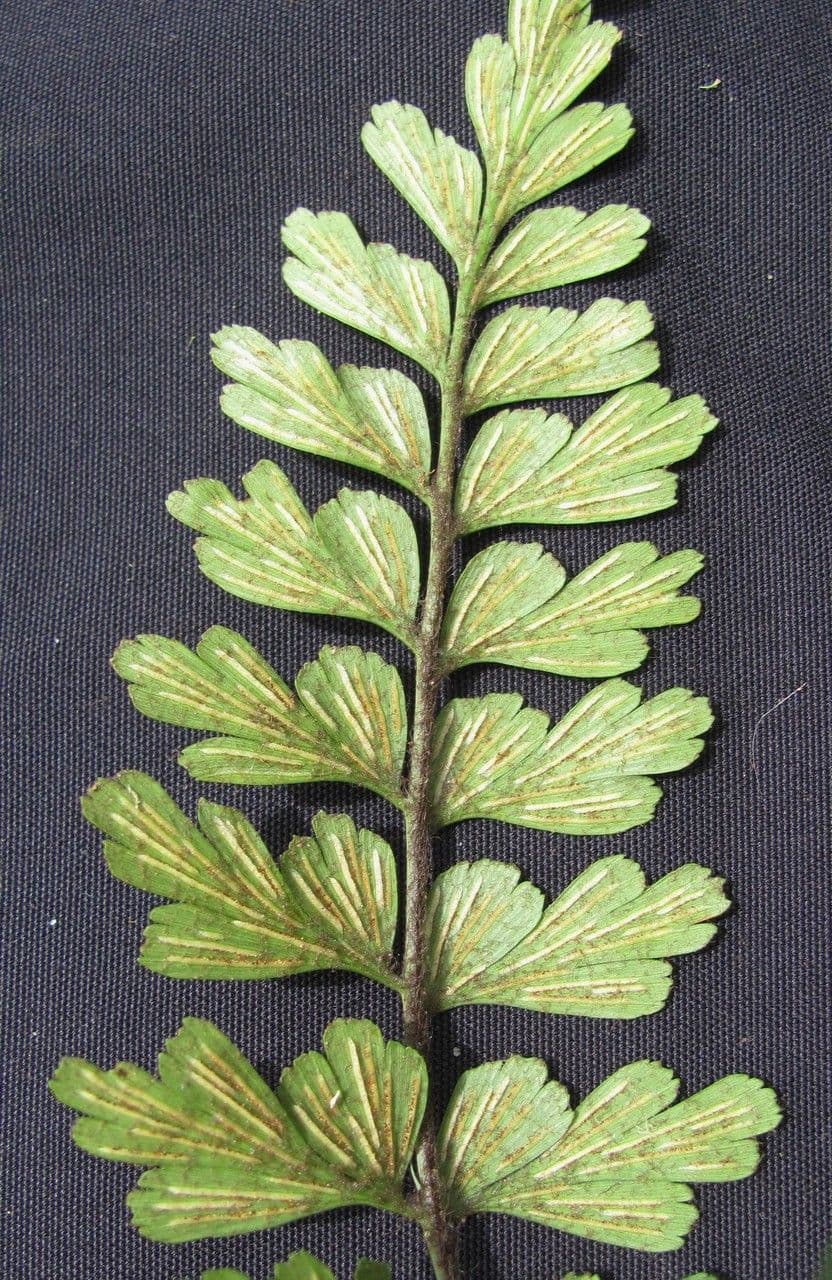 Asplenium praemorsum 7