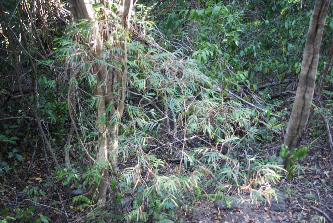 Breitbuschige Lasiacis 4