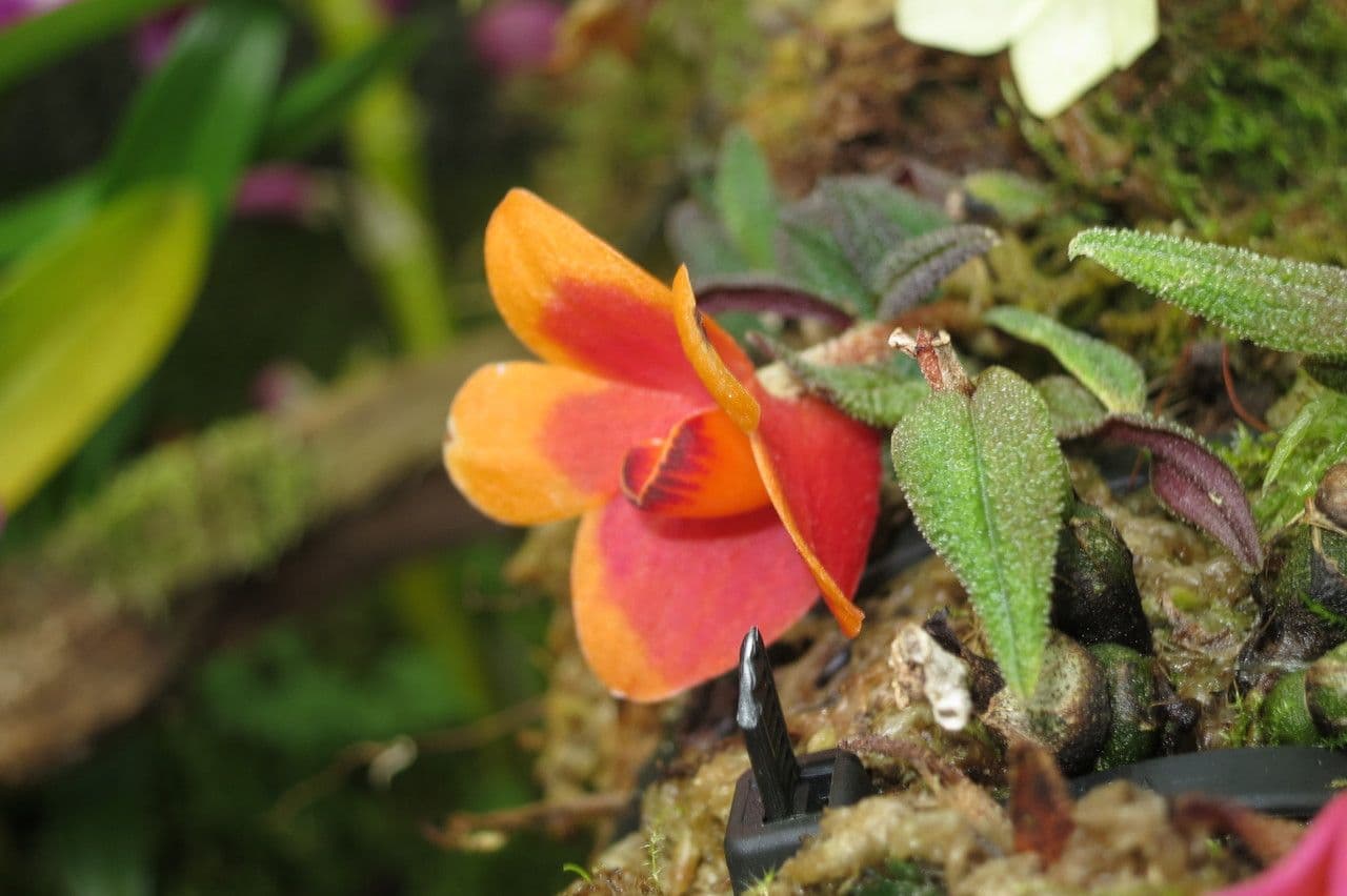 Dendrobium 2