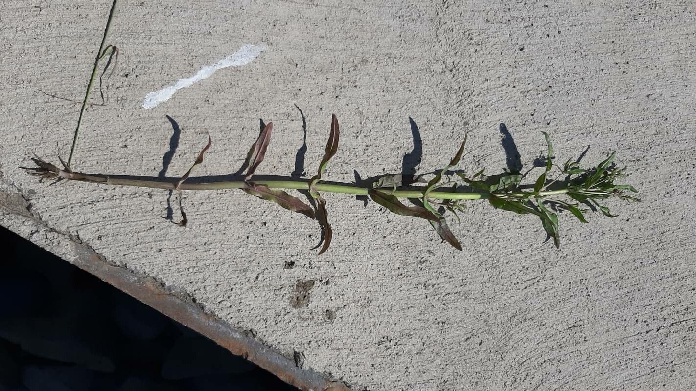 Veronica acquatica 9