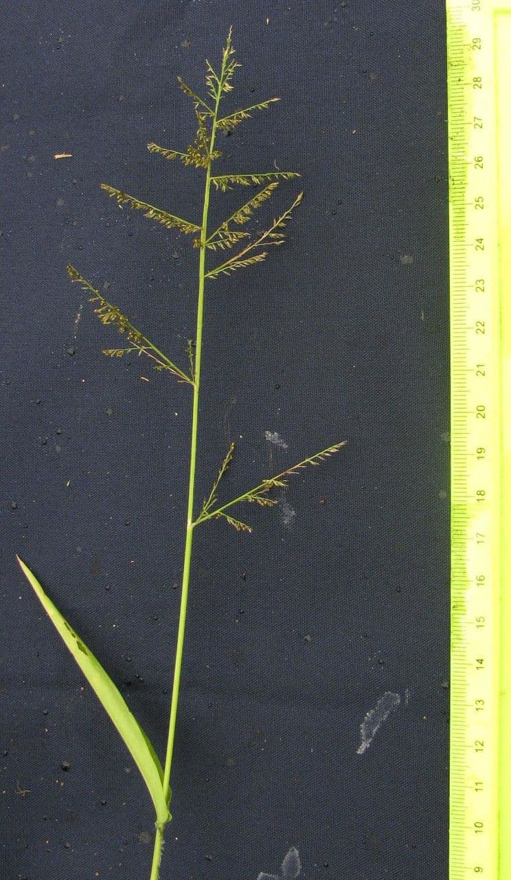 Ocellochloa stolonifera 12