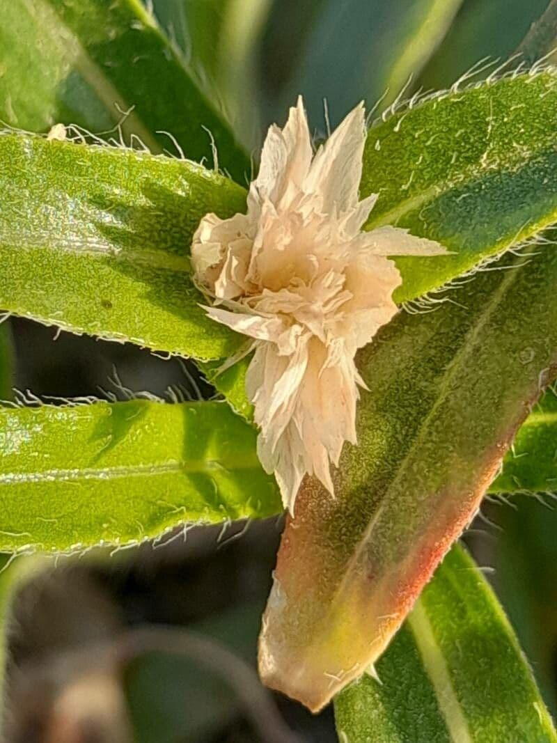 Gomphrena
