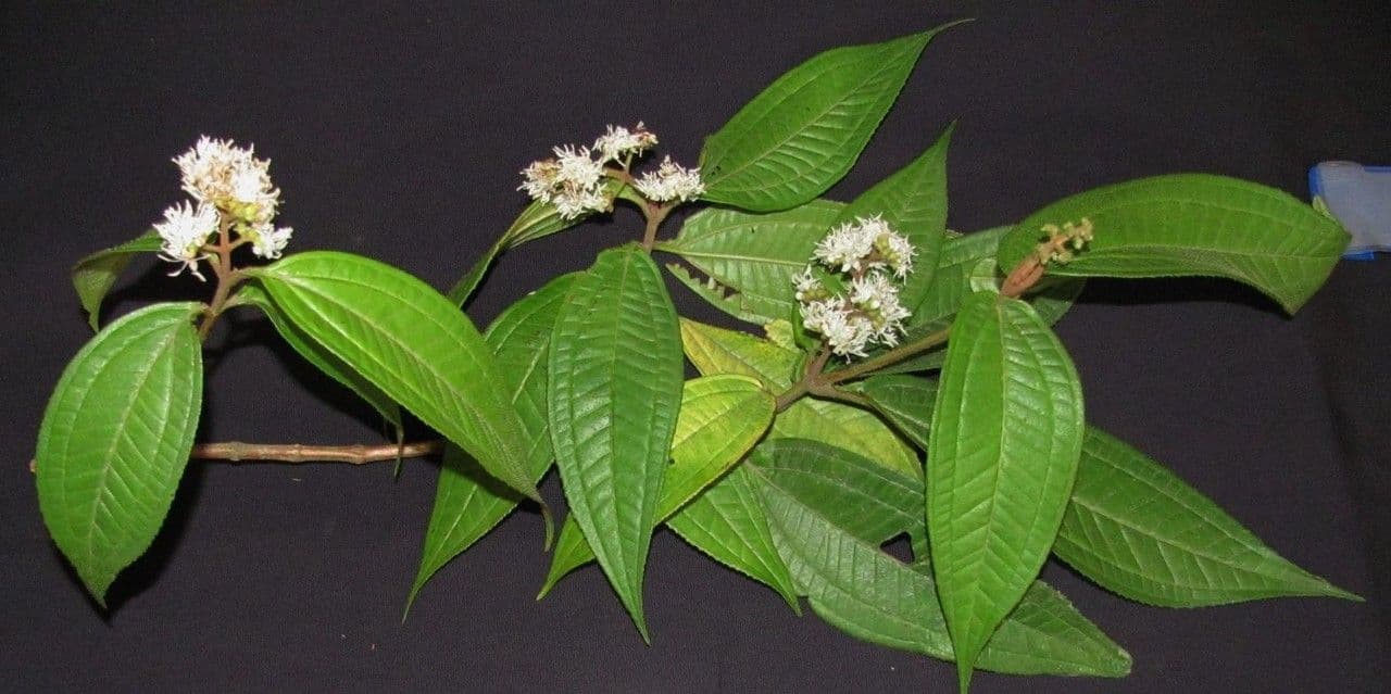 Miconia di Ibagué 6