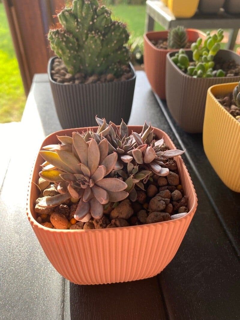 Graptopetalum 4