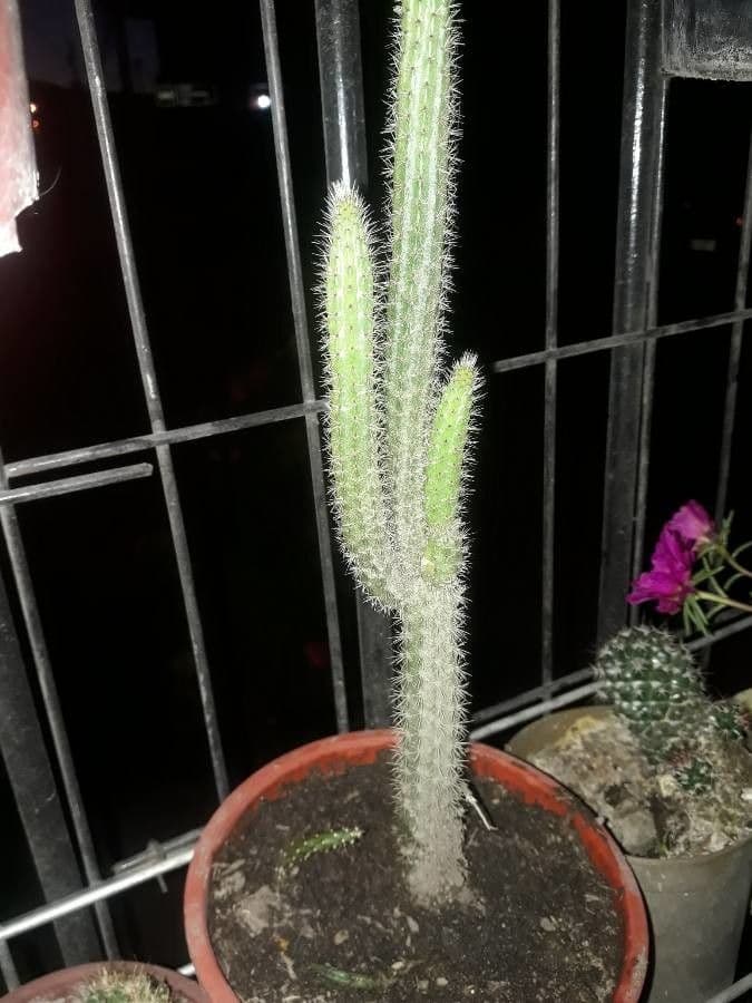 Cactus di Baumann 20