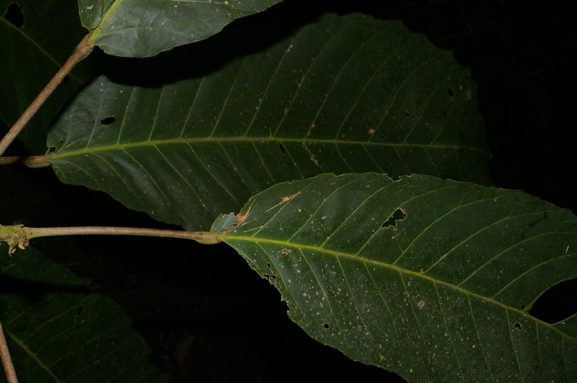 Sloanea 5