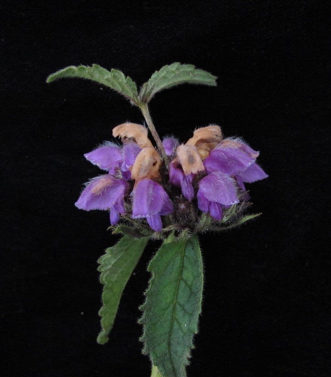 Phlomoides bracteosa 5