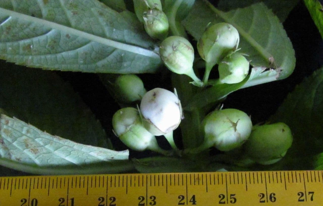 Leucocarpus