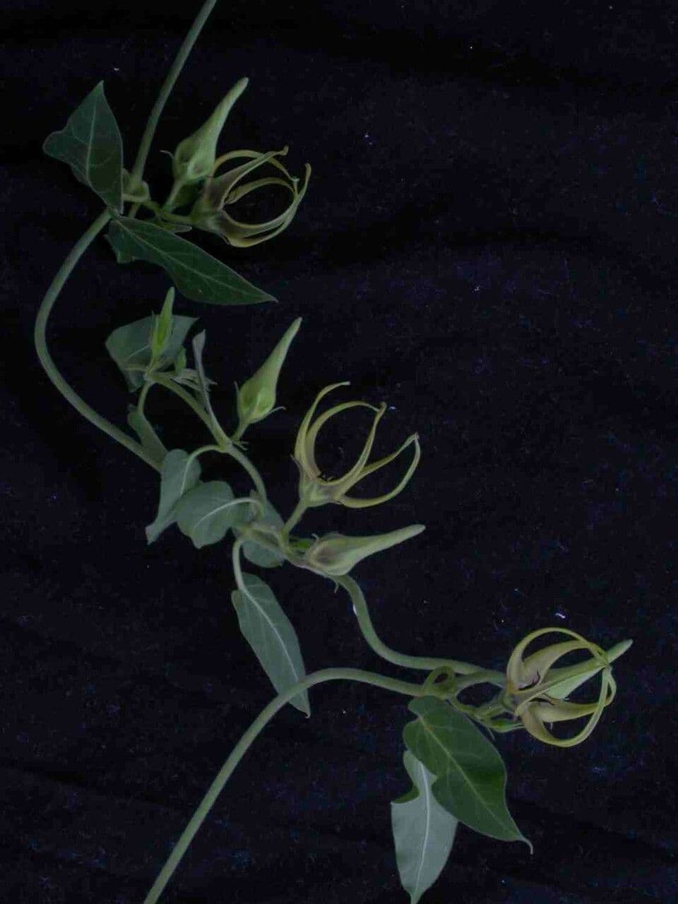 Oxypetalum 3
