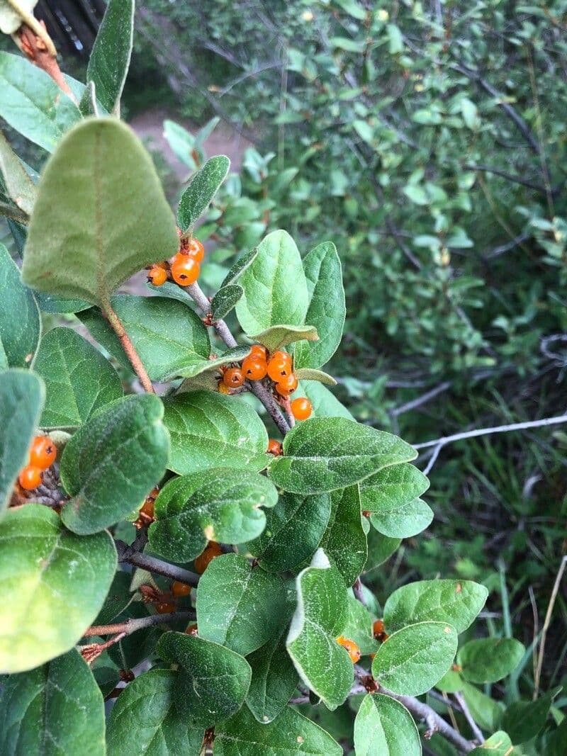 Shepherdia canadensis
