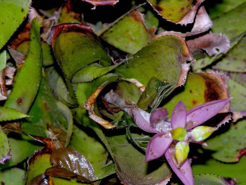 Aechmea nudicaulis 2