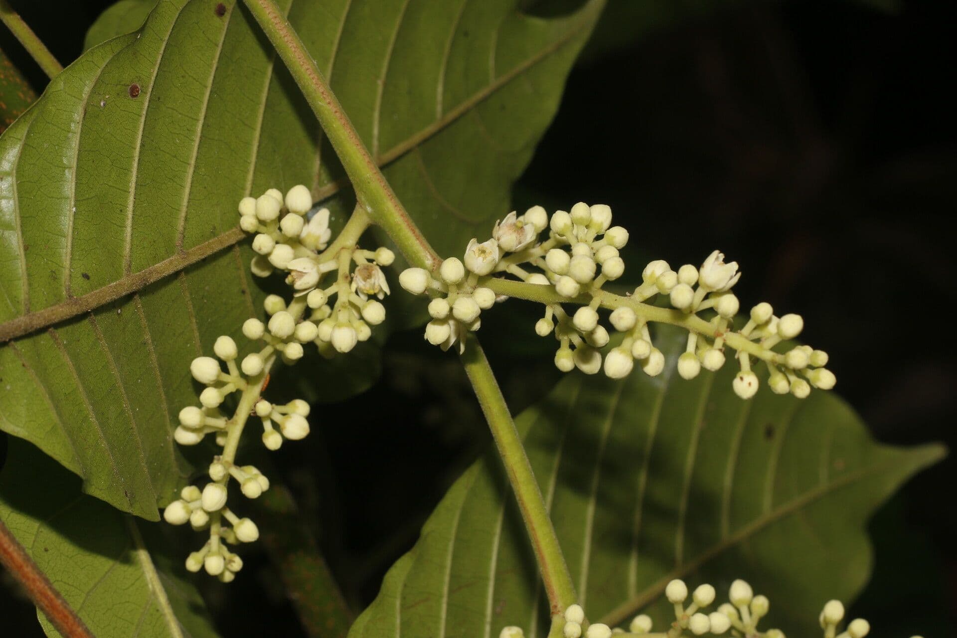 Trichilia martiana 6