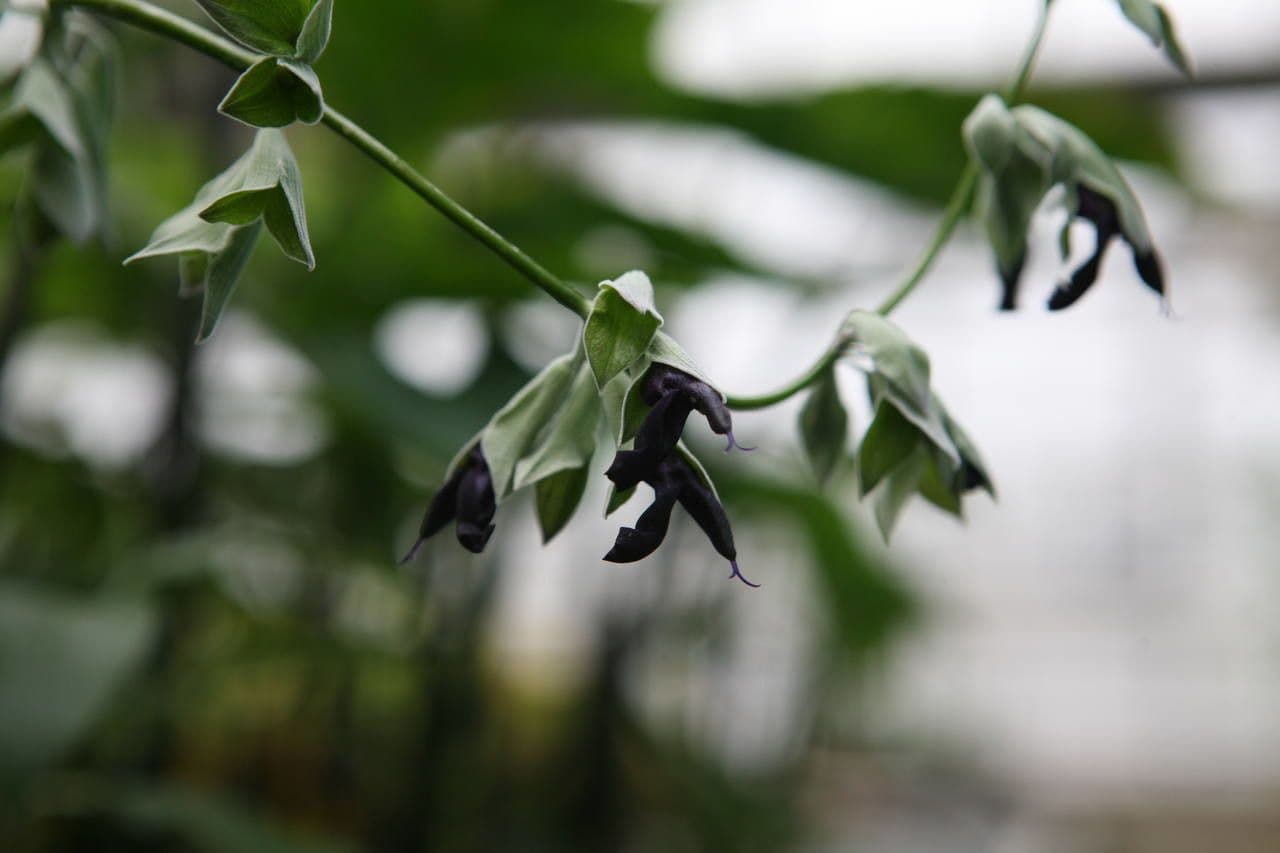 Salvia 3