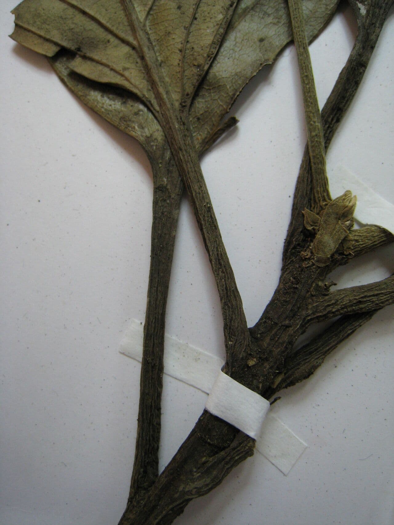 Rhodostemonodaphne 11