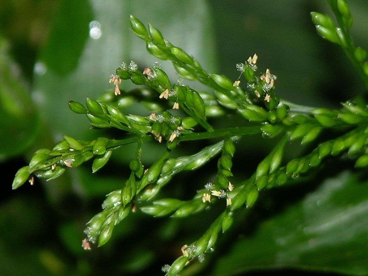 Ichnanthus pallens 8