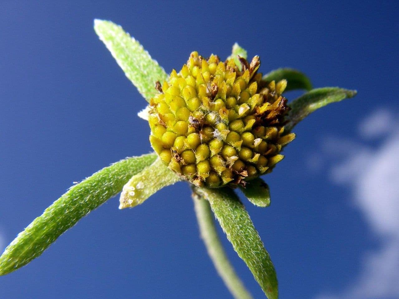 Zexmenia 3