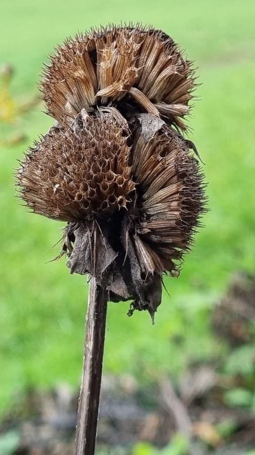 Monarda didyma 5