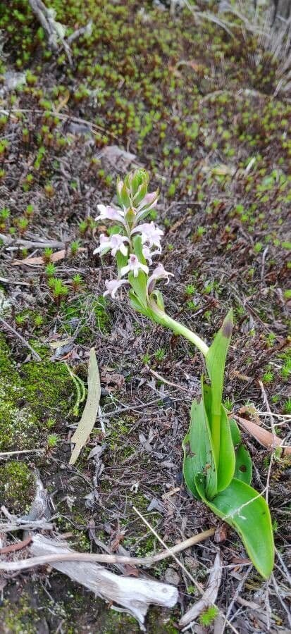 Satyrium 6