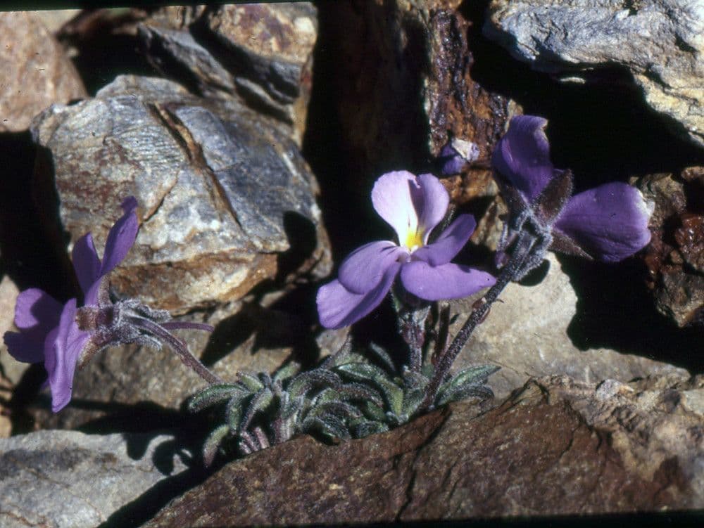 Viola 7