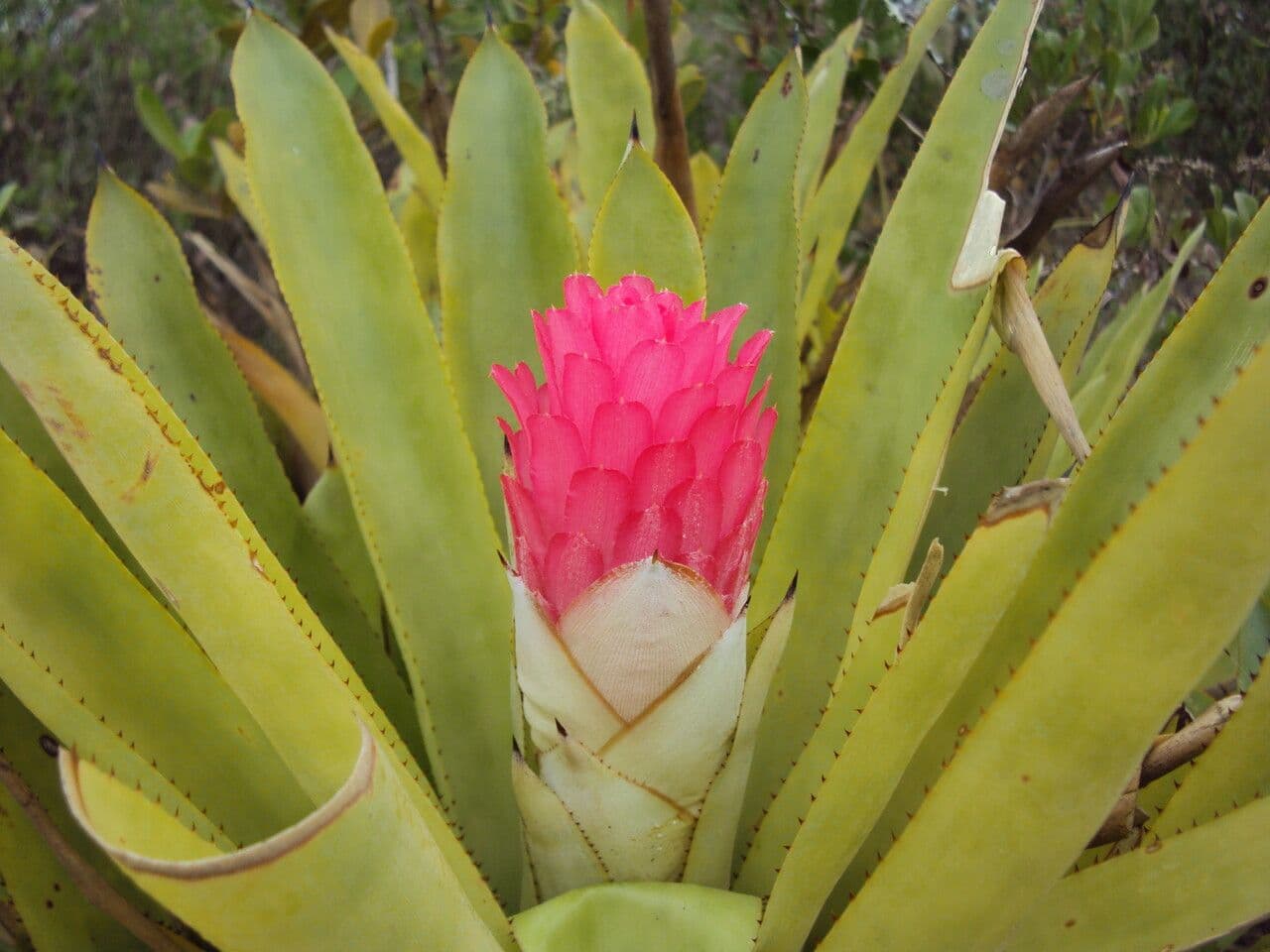 Bromelia 3