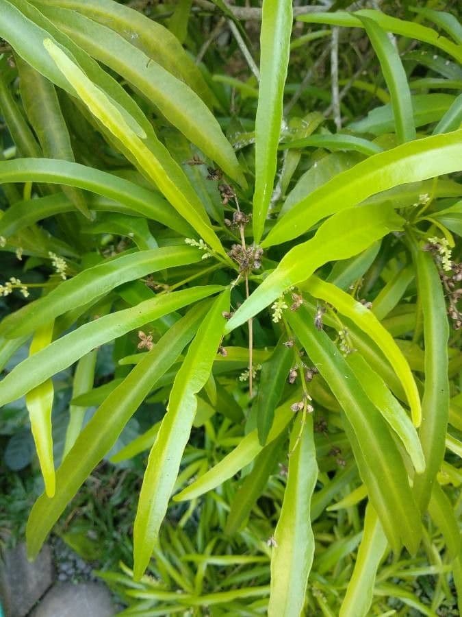 Dracena 13