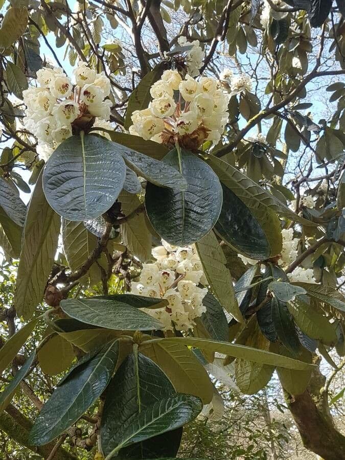 Rododendron 6
