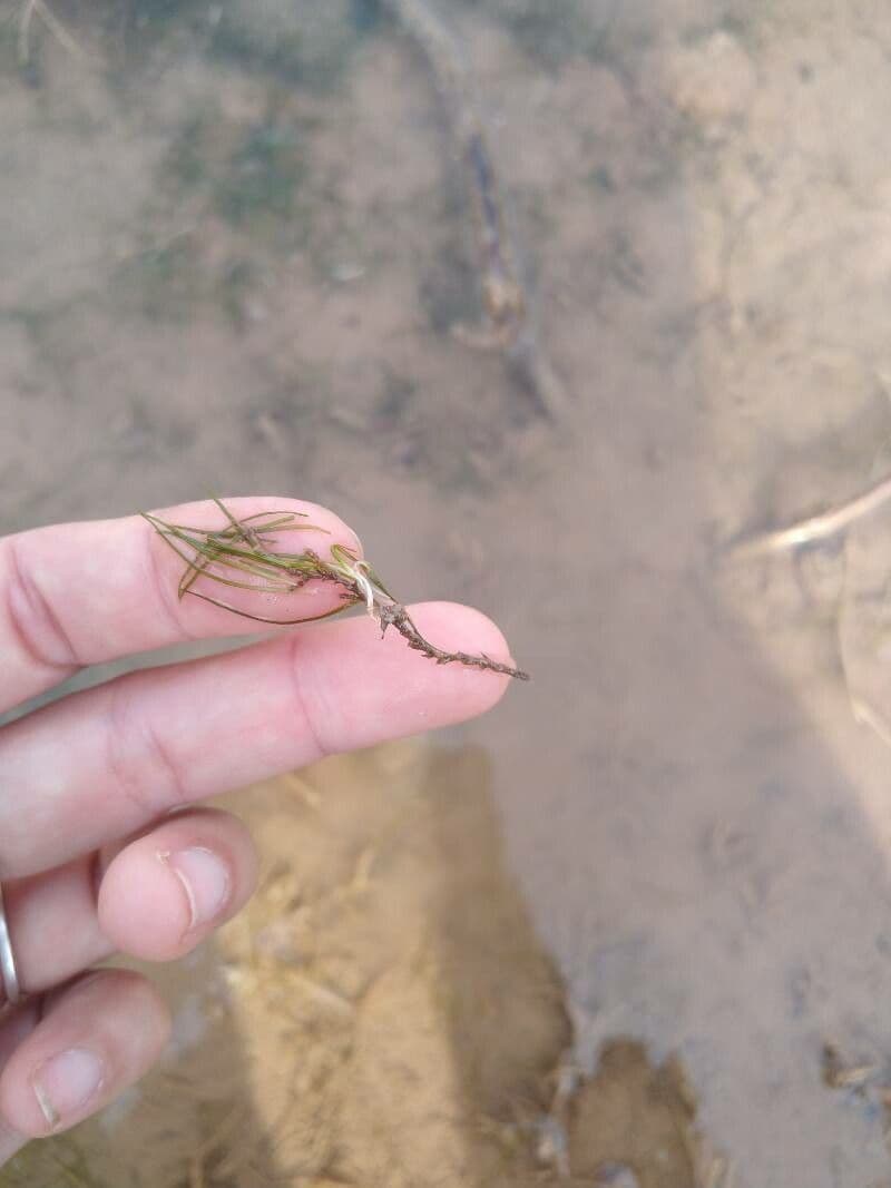 Zanichellia palustre 17