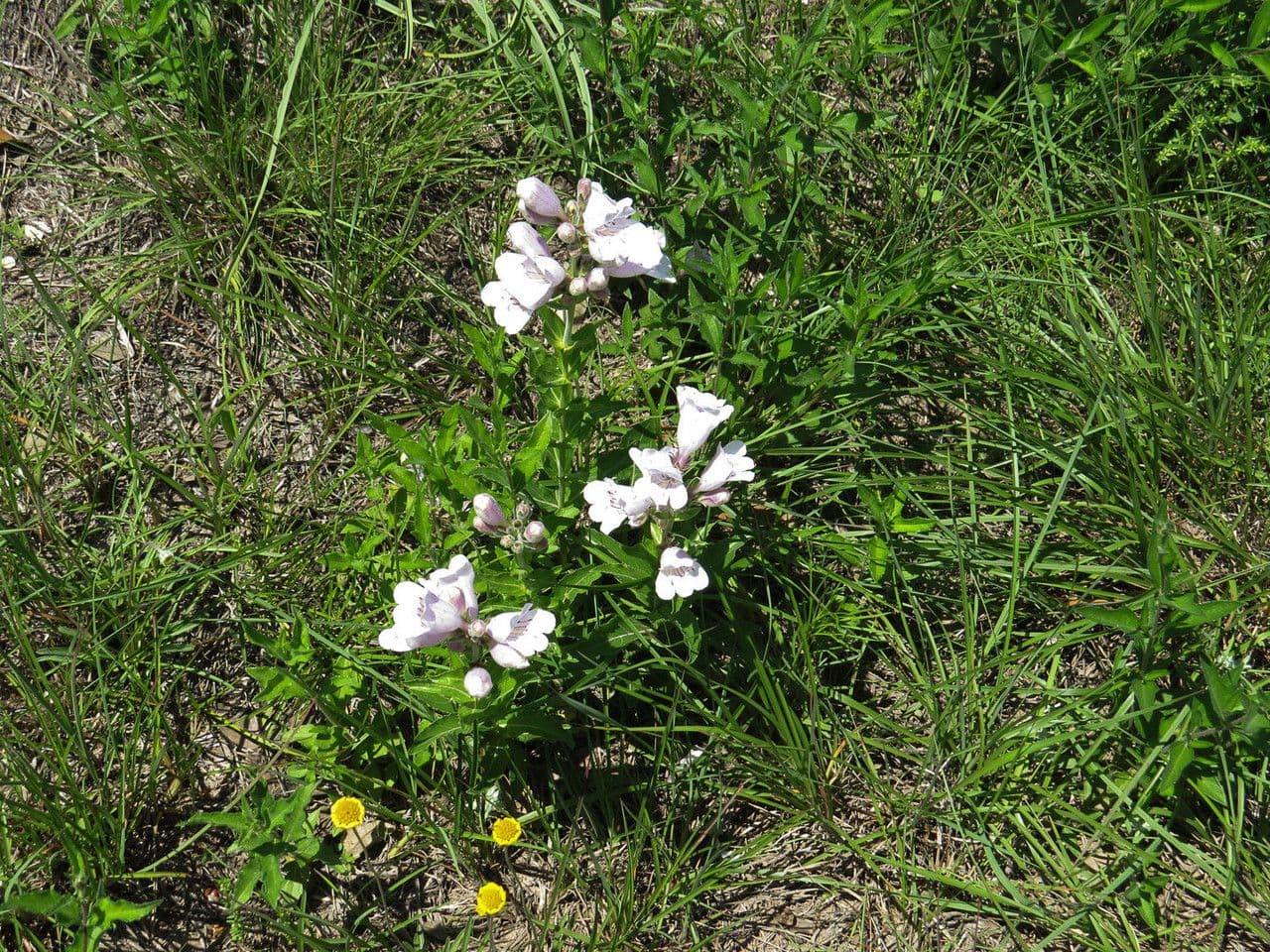 Penstemon cobaea 10