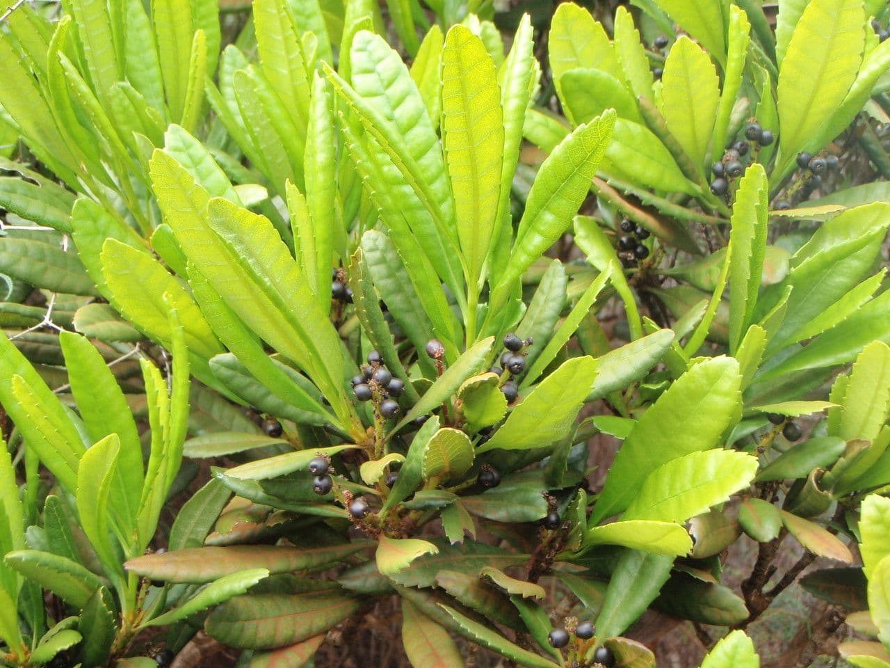 Canacomyrica 9