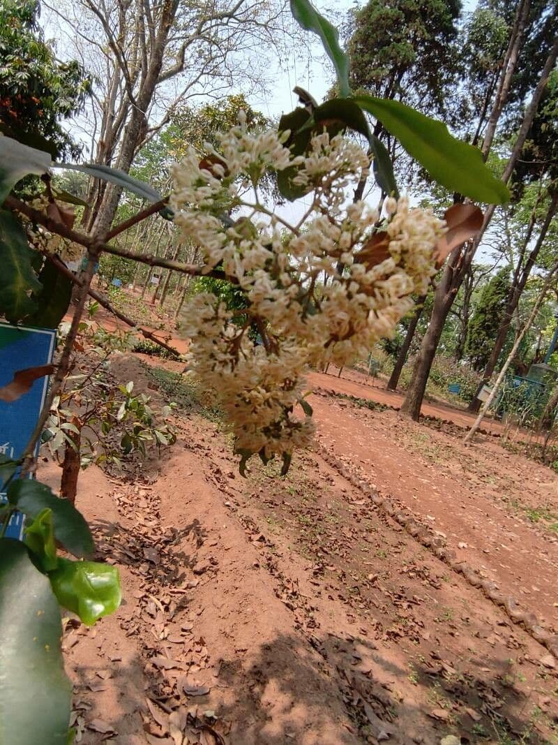 Ixora pavetta