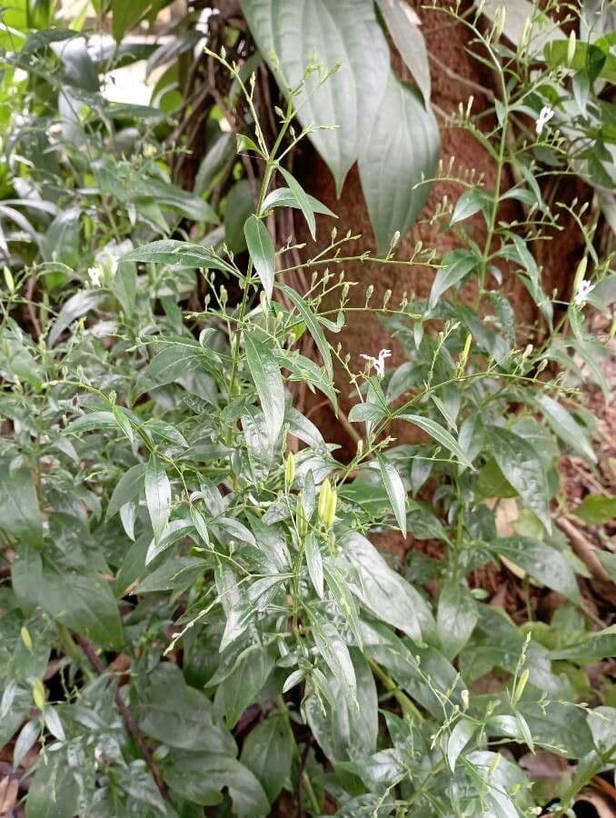Andrographis paniculata 18