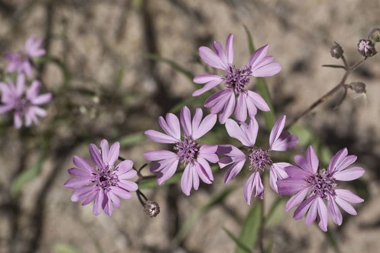 Othake Palafoxia