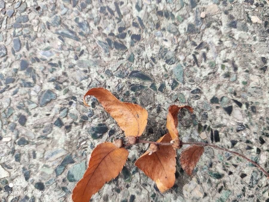 Zelkova 4