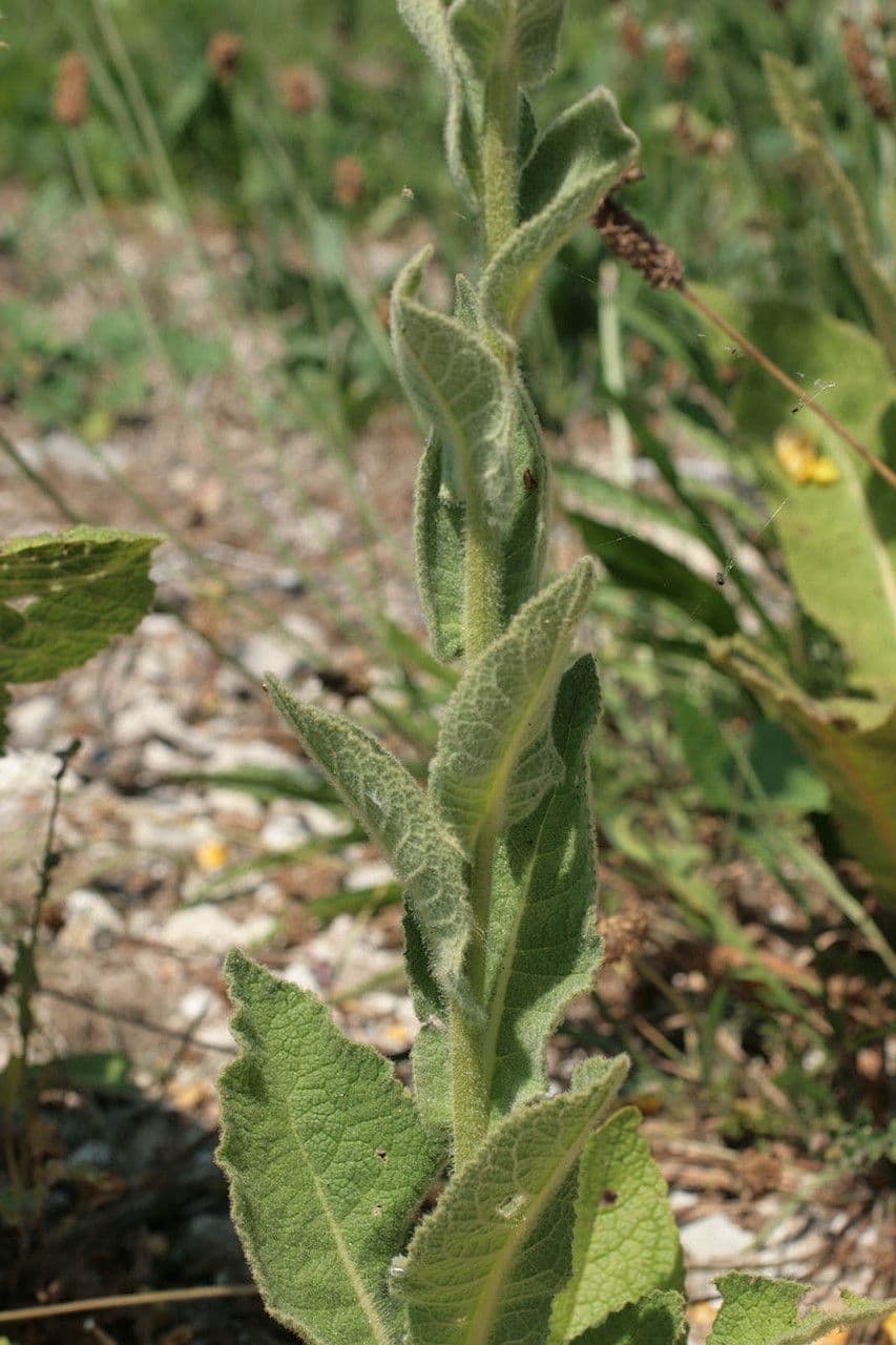 Verbasco phlomoides 22