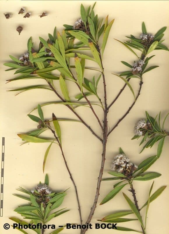 Globularia salicina 23