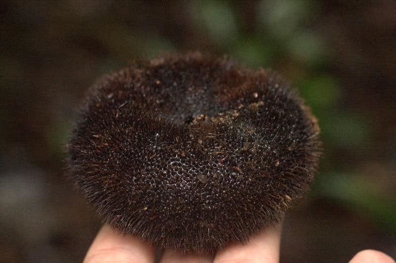 Apeiba 2