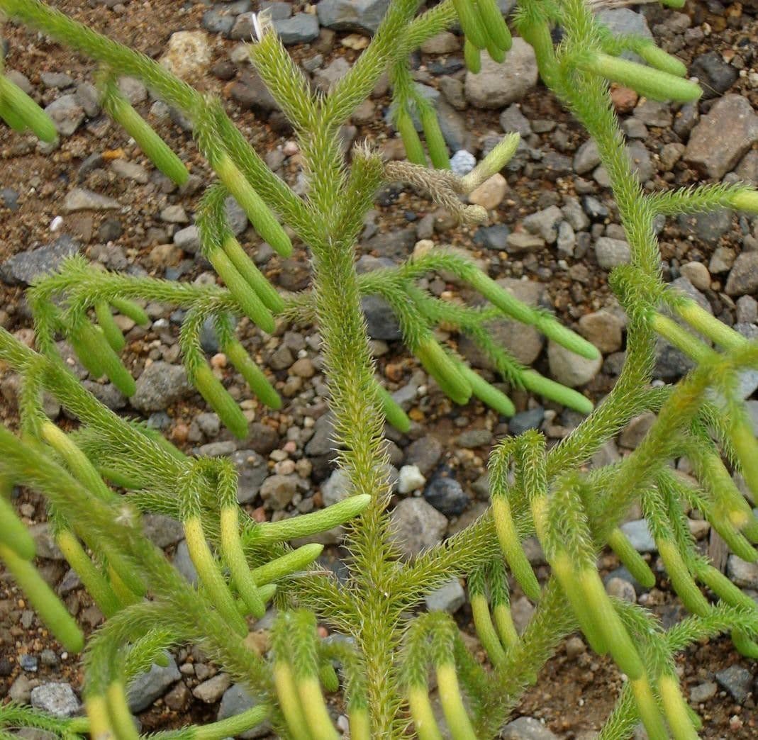 Lycopodiella 2