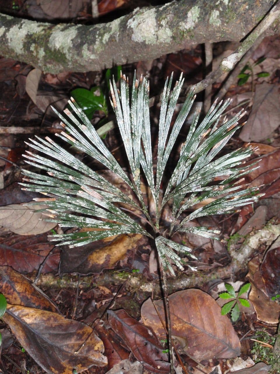 Schizaea 5