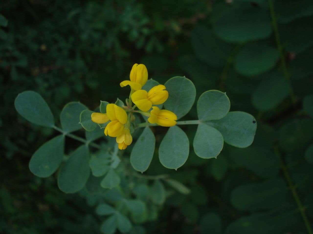 Coronilla valentina 30