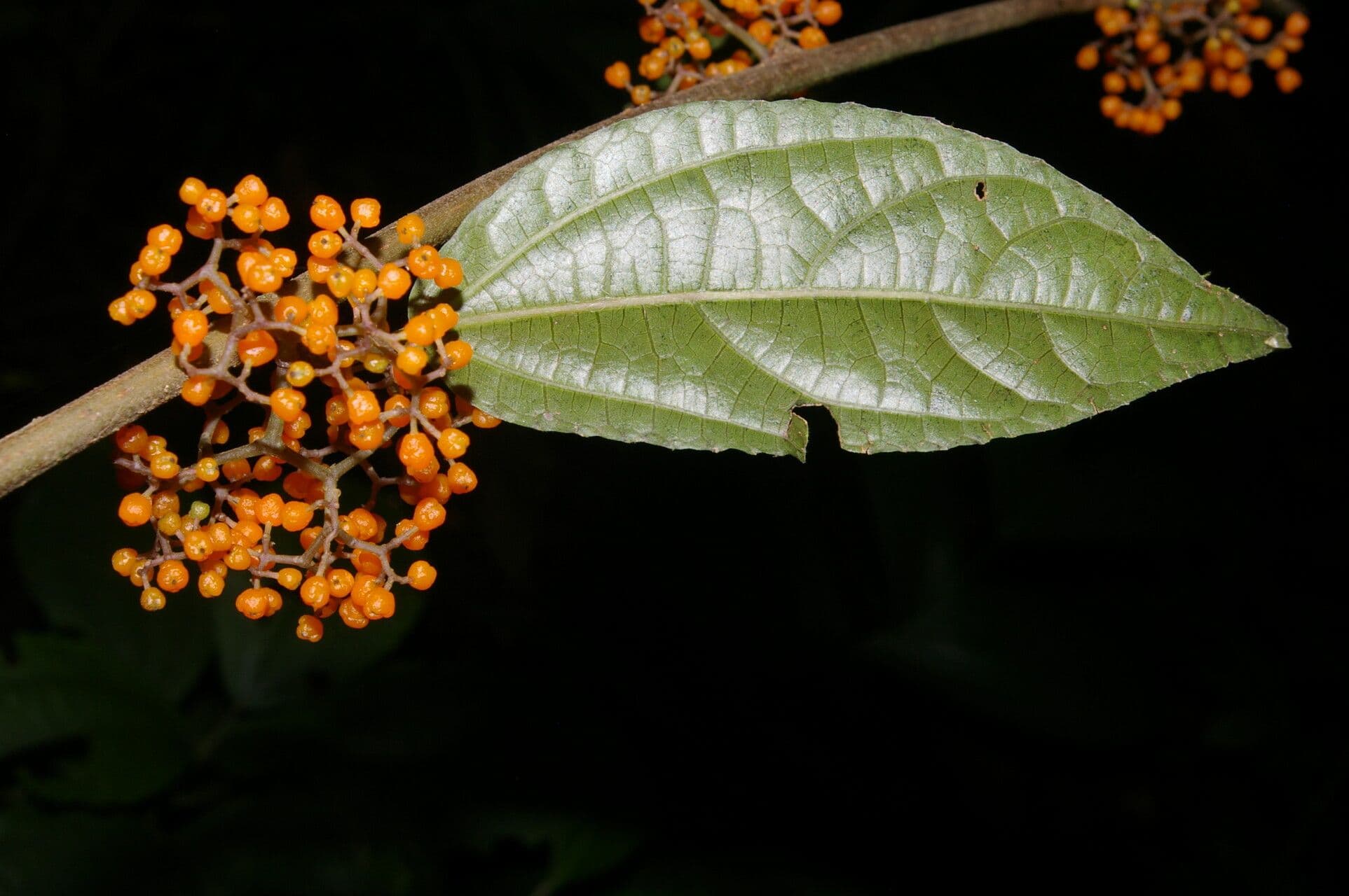 Urera lianiforme 4