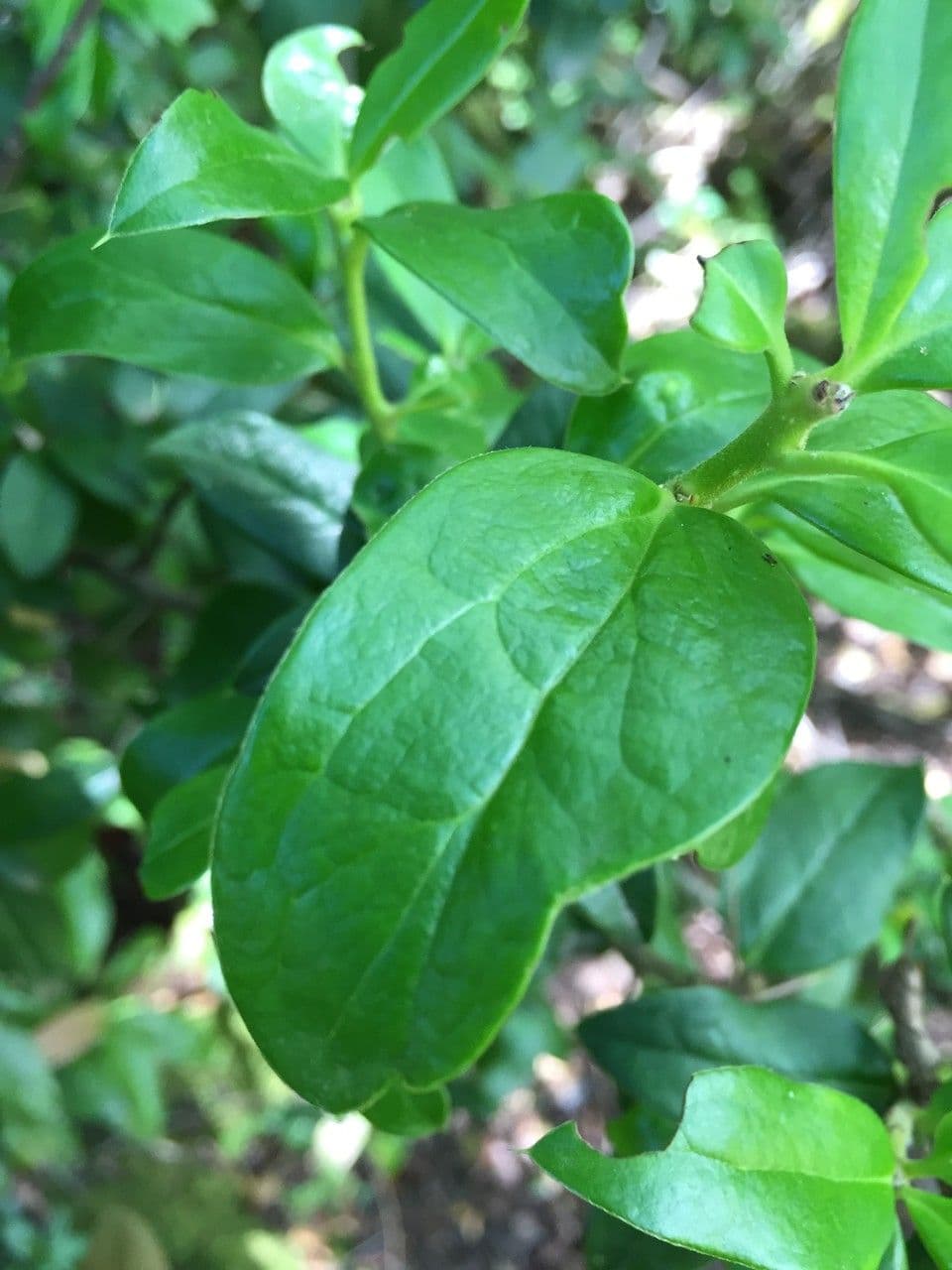 Archidasyphyllum 10