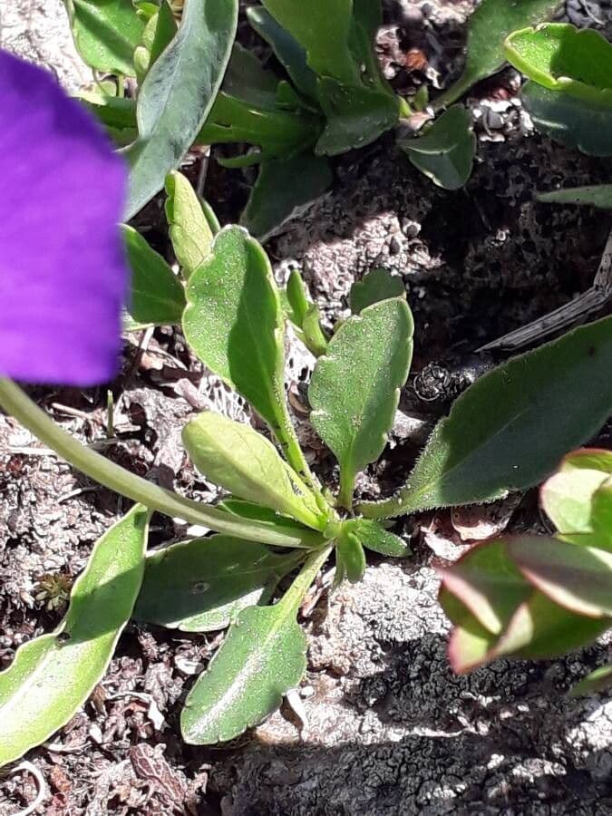 Viola con sperone 15