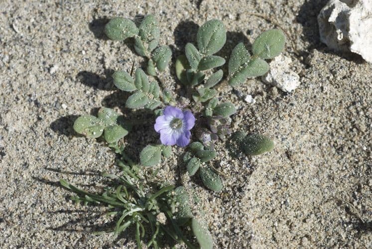 Douglas-Phacelia 7
